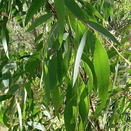 eucalyptus, essential oil