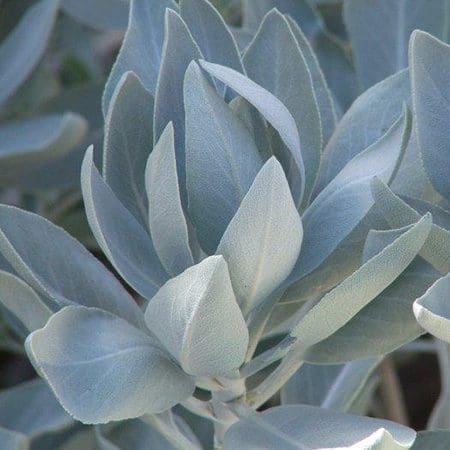 desert sage true white